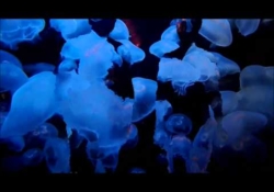 Dead Meadow - Six To Let The Light Shine Thru