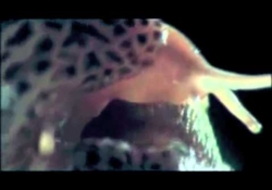 The Growlers - Salt On A Slug