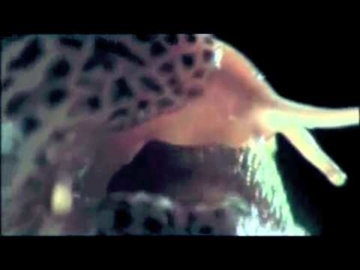 The Growlers - Salt On A Slug