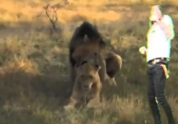 The Dandy Warhols - Alternative Power To The People