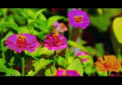 Syd Lane - The Flower And The Bee